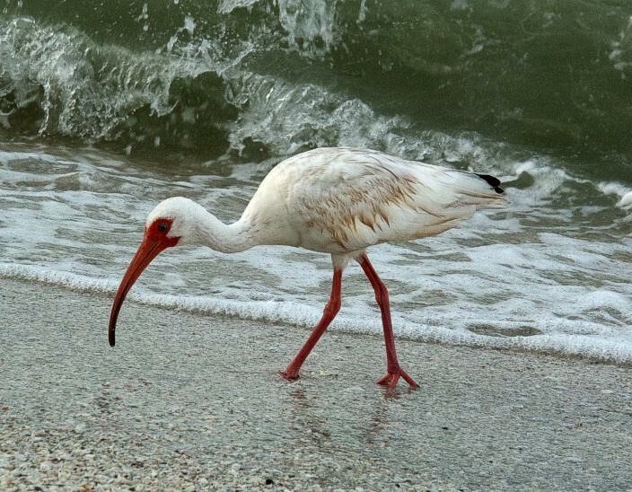 Click to See Next Image